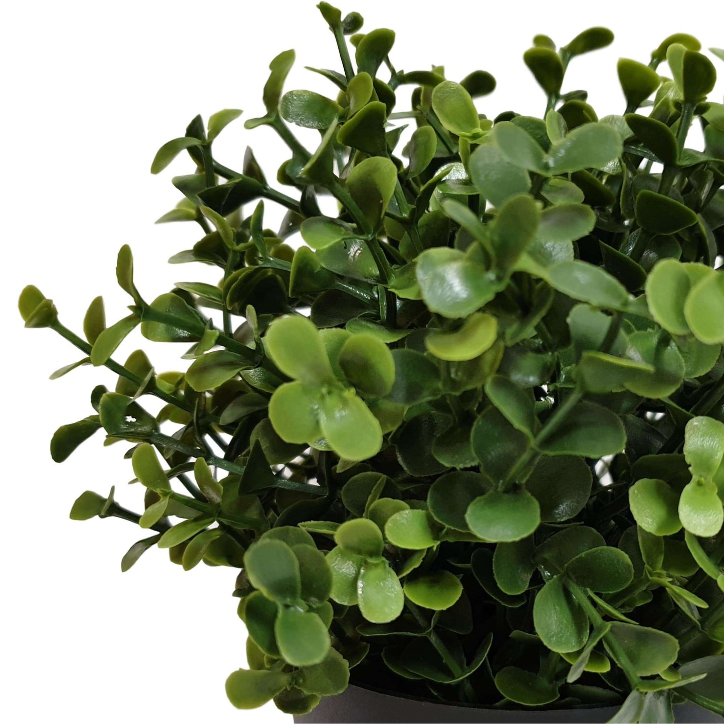 Small Potted Buxus Plant - UV Resistant - 20cm