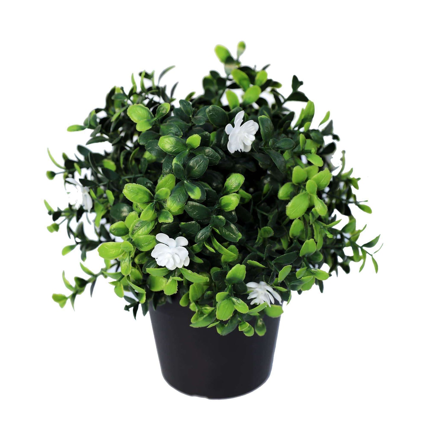 Small Potted Flowering Boxwood Plant - UV Resistant - 20cm