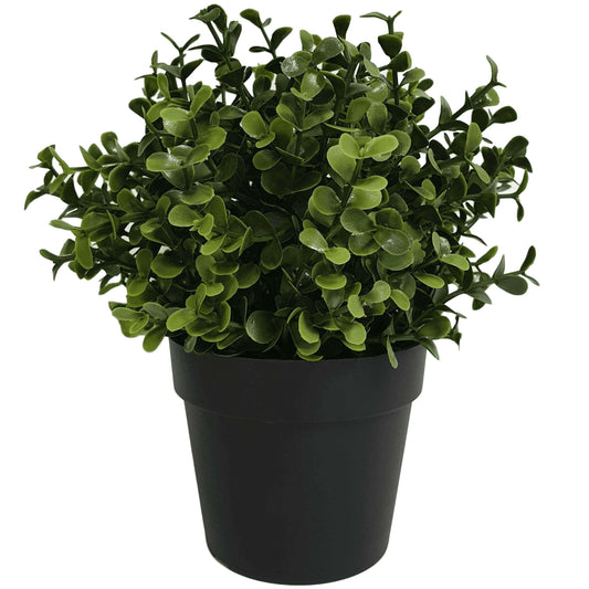 Small Potted Buxus Plant - UV Resistant - 20cm