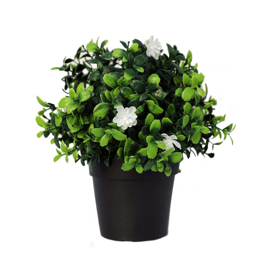 Small Potted Flowering Boxwood Plant - UV Resistant - 20cm
